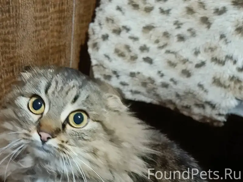 Добрый день !найдена кошка ,на...