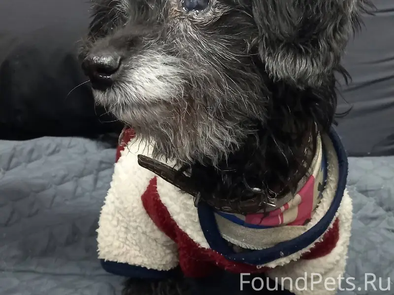 🆘🆘🆘🆘🆘🆘🆘🆘🆘🆘 Найдена собака. Арх...