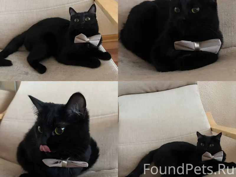 Найдена черная кошечка! Взяли ...
