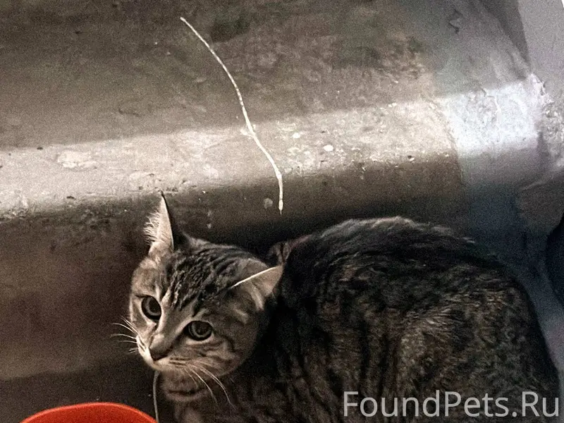 ❗Найден котёнок. Сегодня вечер...