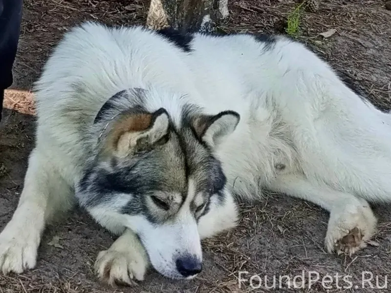 #Калужская_область #Ферзиково ...