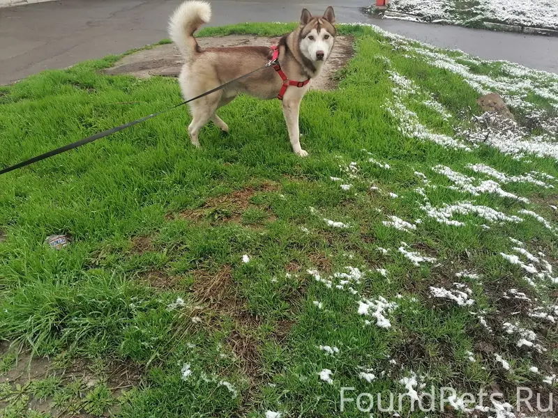 Убежал пес кличка Айс кто влад...