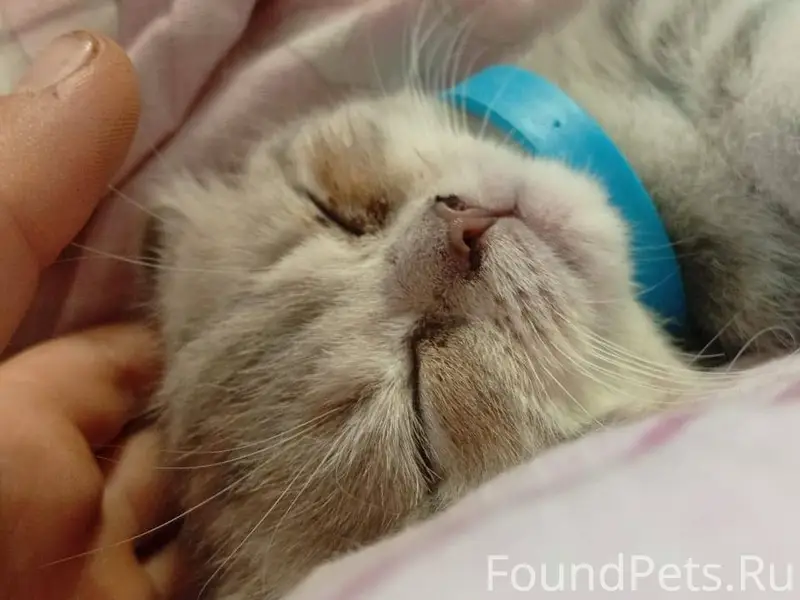 Пропала кошка ,она без ошейник...