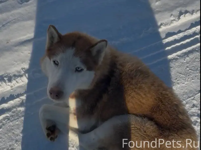 По деревне Заречье бегает Хаск...