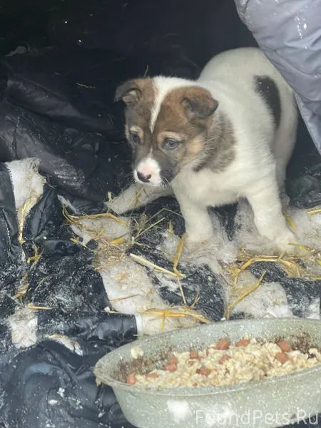 Их было четверо. Четыре малень...