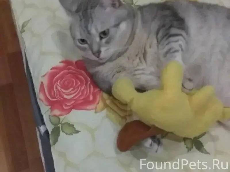 Добрый вечер, у знакомых пропа...