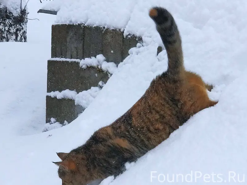 Пропала кошка.Зимогорье в райо...