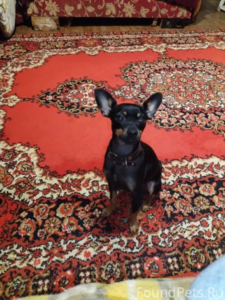 Пропала собака, той-терьер, ма...