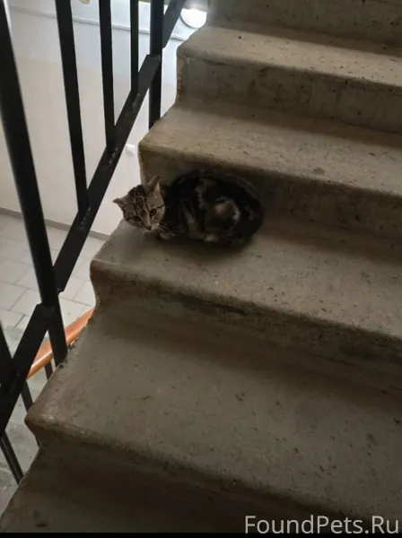 Может чья-то потеряшка?! В Сов...