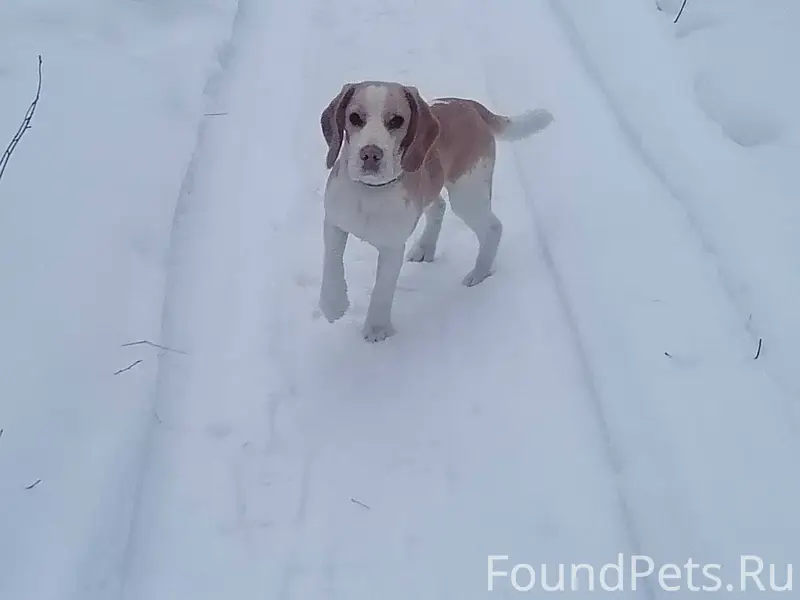 Потерялась собака, живет в рай...