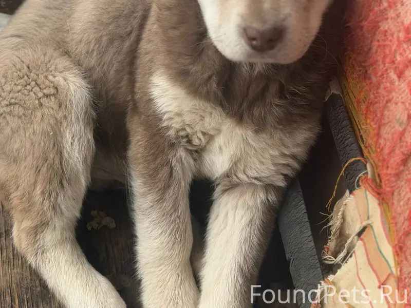 Пропал щенок, выбежал на улицу...