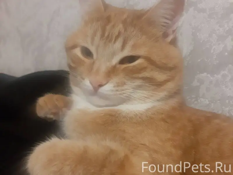 Убежал кот домашний 9.02.2026....