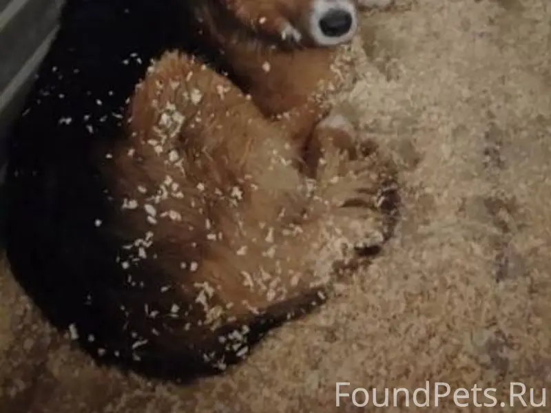 Собака в отлове. Она прибилась...