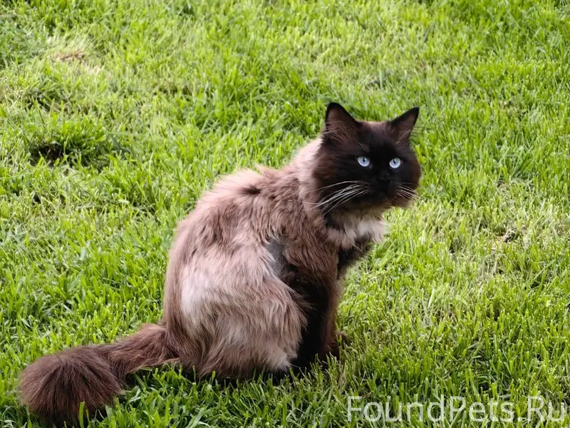 Кот в Анапе район Гипермаркета