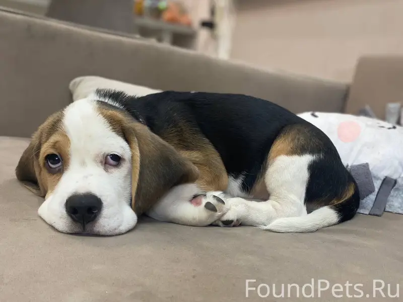 Сегодня (09 февраля) потерялся...