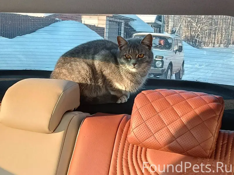 Пропала кошка в районе музыкал...