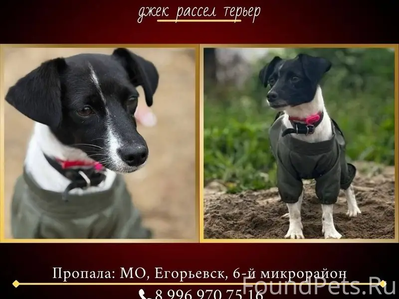 📣 ЕГОРЬЕВСК МО 📣 📣 🆘...