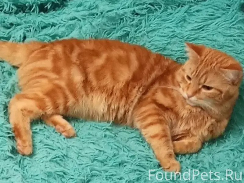 Пропал кот, в районе црб. Если...