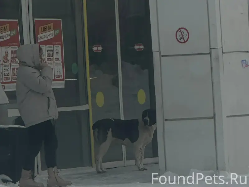 Может кто потерял собаку, видн...