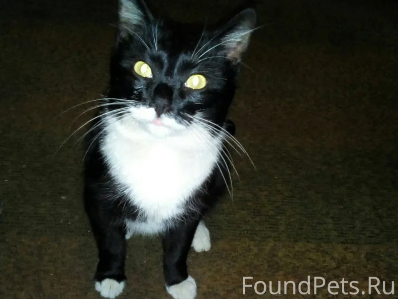 Пропал кот. Может есть у кого....