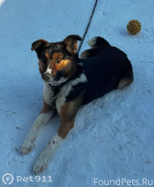 Пропала собака! Пожалуйста, ма...