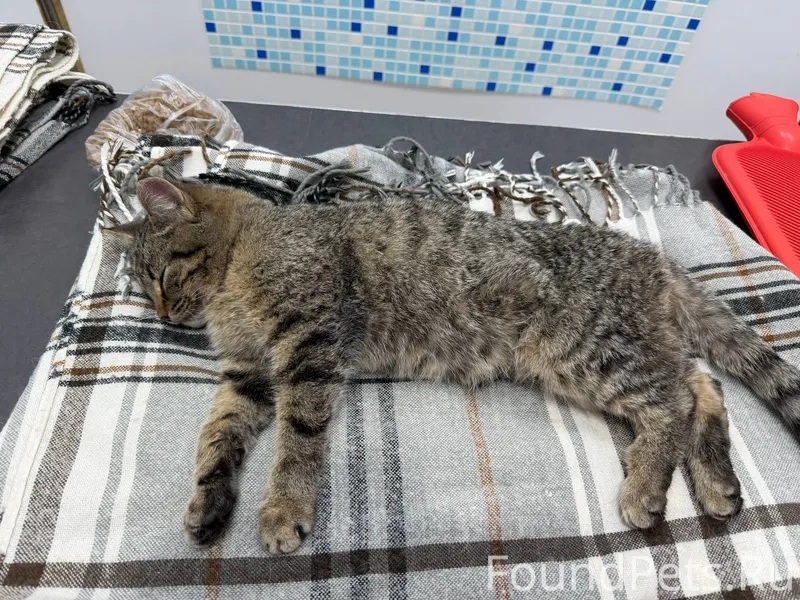 Сегодня утром, в Белом городе,...