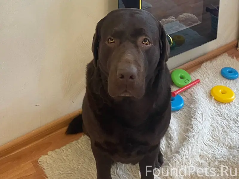 Пропала собака, порода лабрадо...