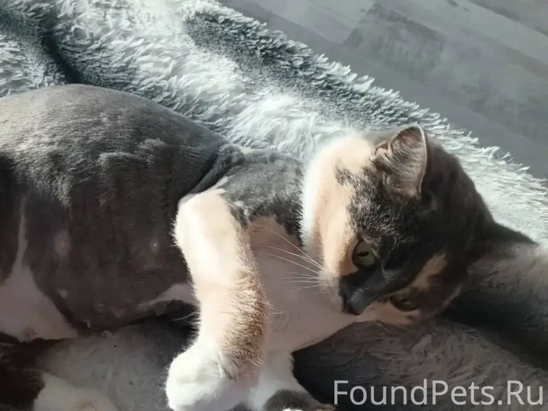 Срочно ❗❗ Пропала кошка, очень...