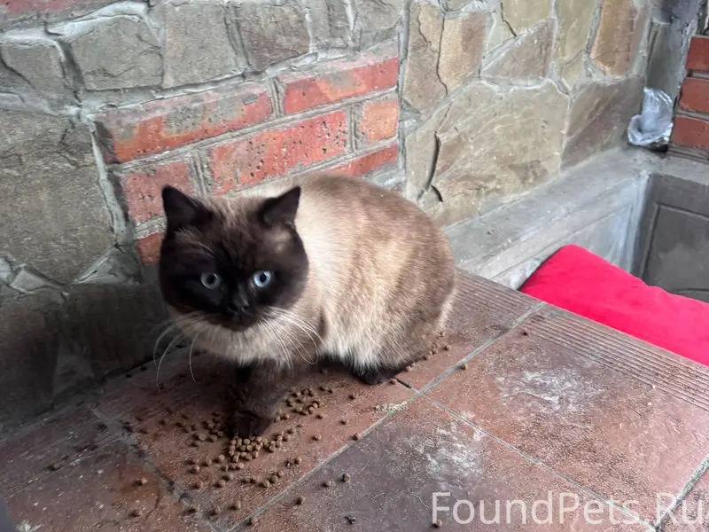 Найден очень ласковый кот. На ...