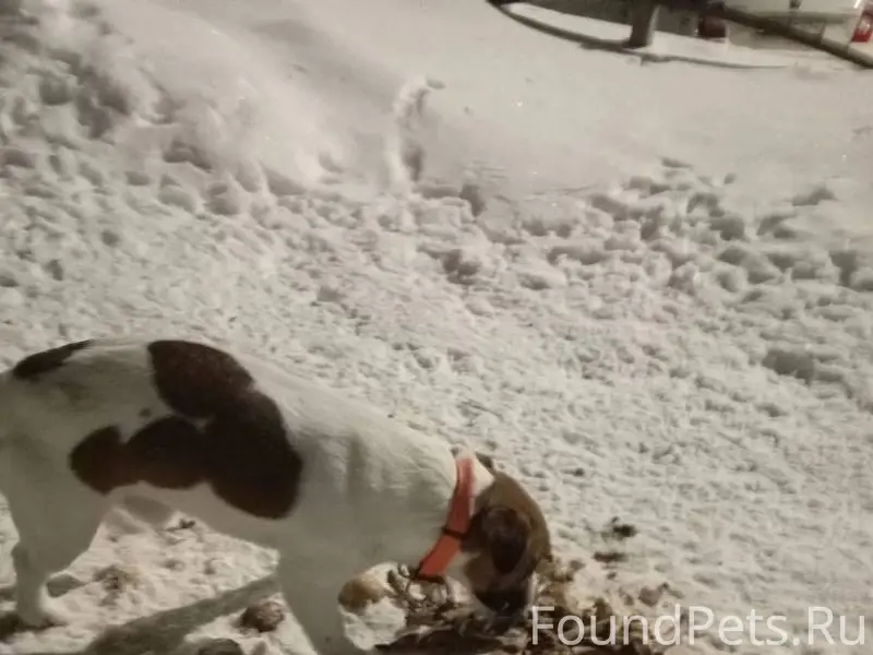 На улице березовая бегает щено...