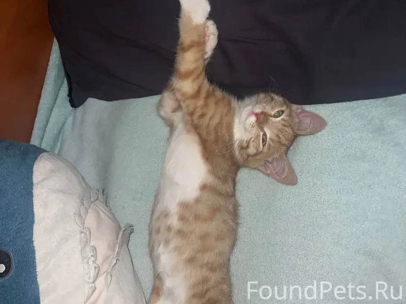 Найден на улице милый и ласков...