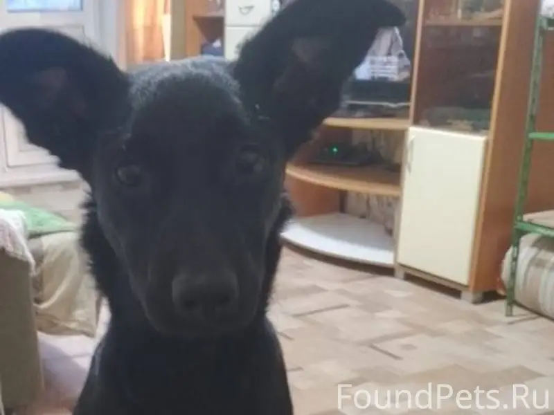 Прошу помощи!!! Вчера убежала ...