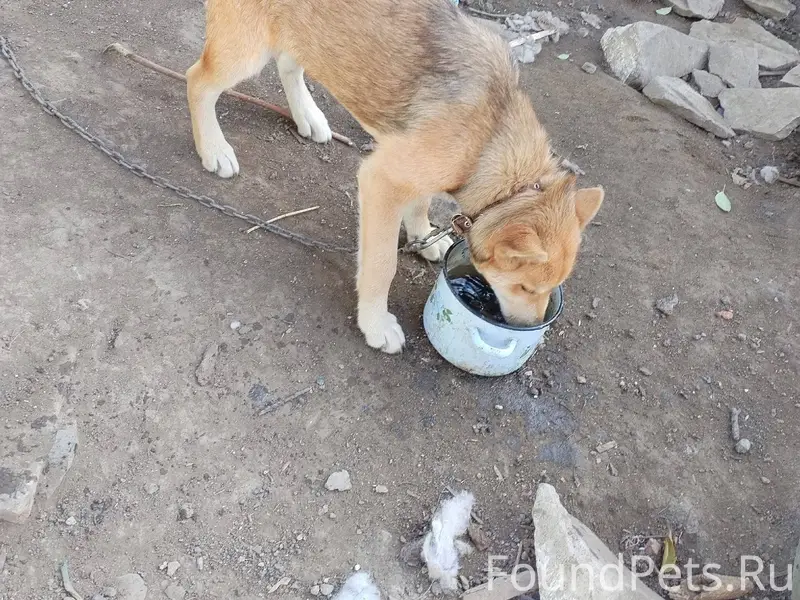 Пропала собака, если кто-то ви...