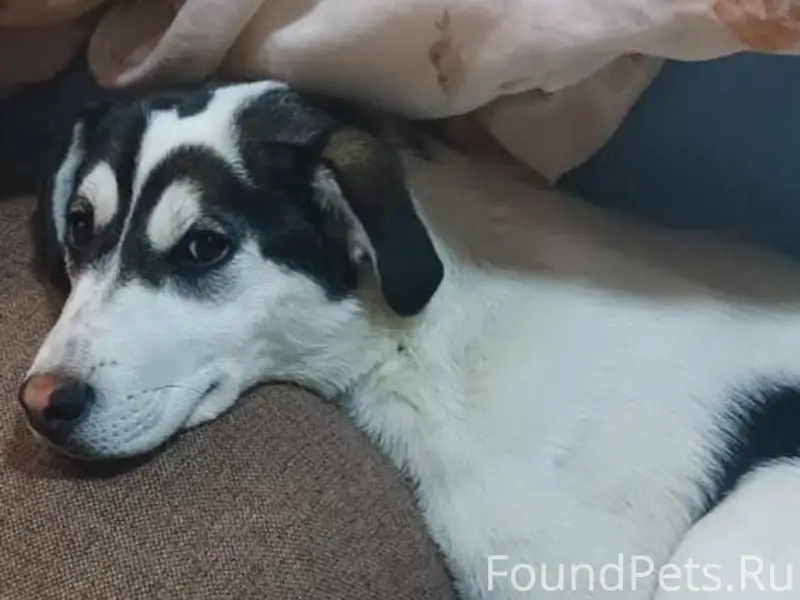 СРОЧНО! ПРОПАЛ ЩЕНОК 1 ГОД 3.....