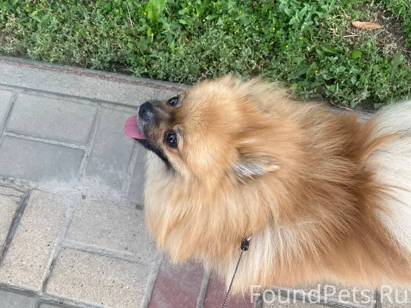 Пропала собака шпиц Боня п Сев...