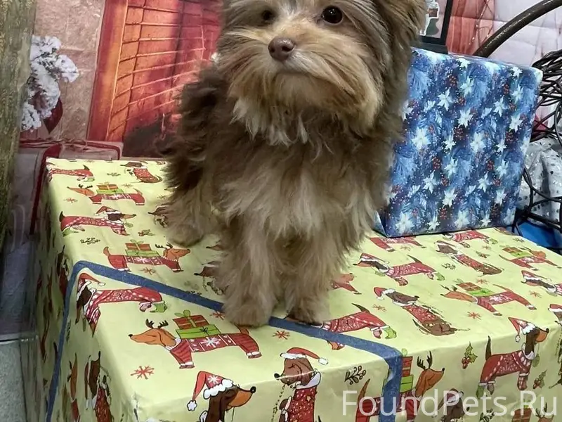 Майкоп! Потерялся щенок йоркши...