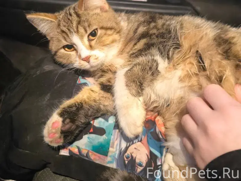 Срочно . Вчера( 08.02) на Ярос...