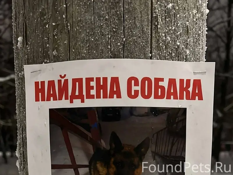 ОБЪЯВЛЕНИЕ НАЙДЕНА СОБАКА (ОВЧ...