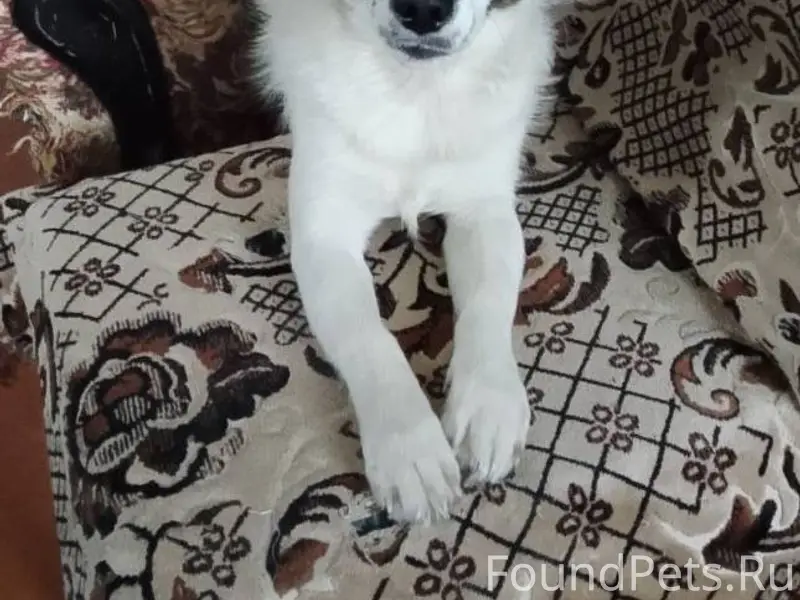 Пропала собака зовут Жуля, мал...