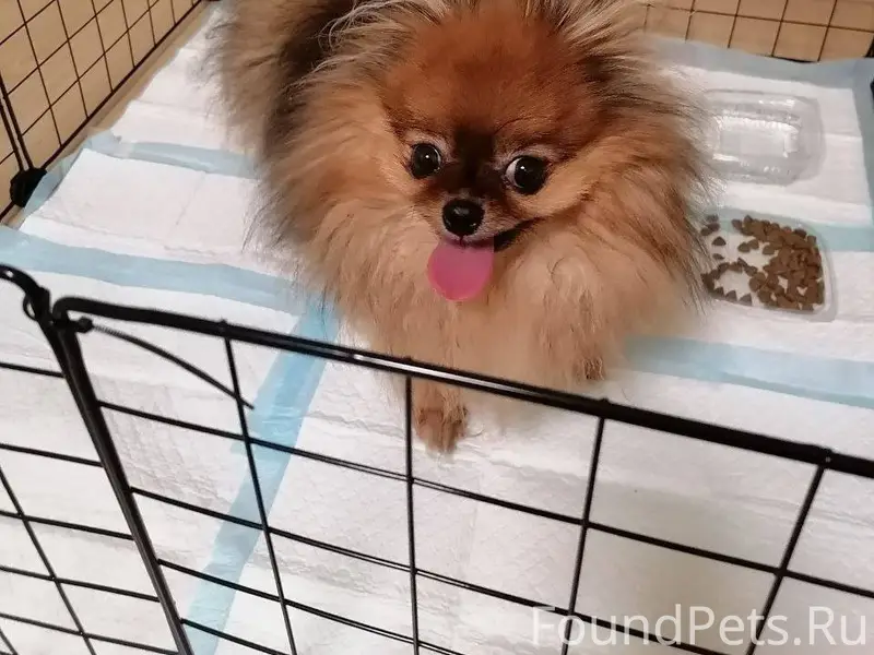 Найдена собака в районе Южного...