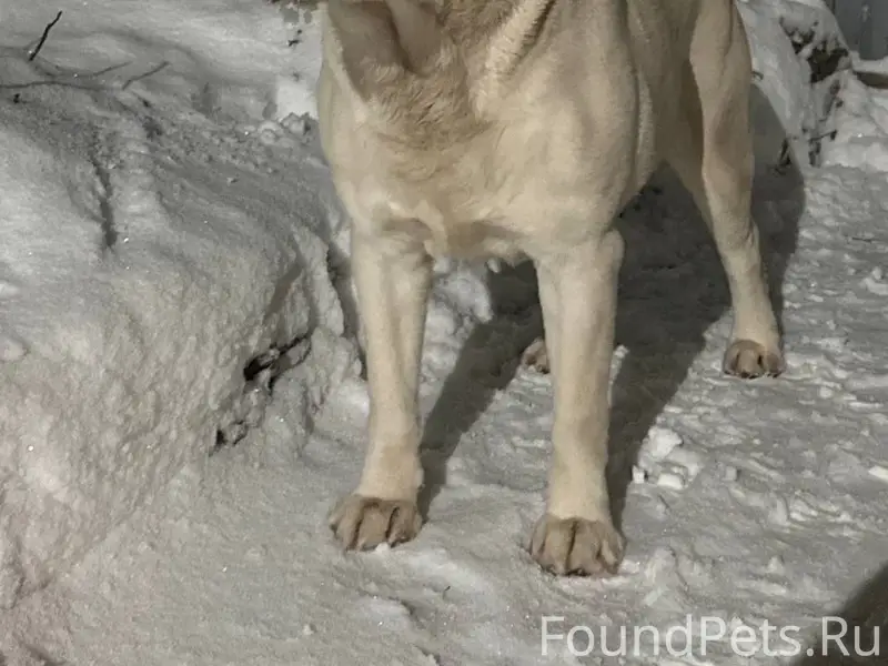 Пропал лабрадор Рудольф