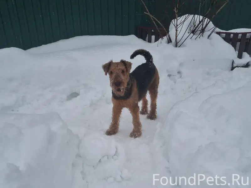 Пропал пёс Юпитер, деревня Степаново