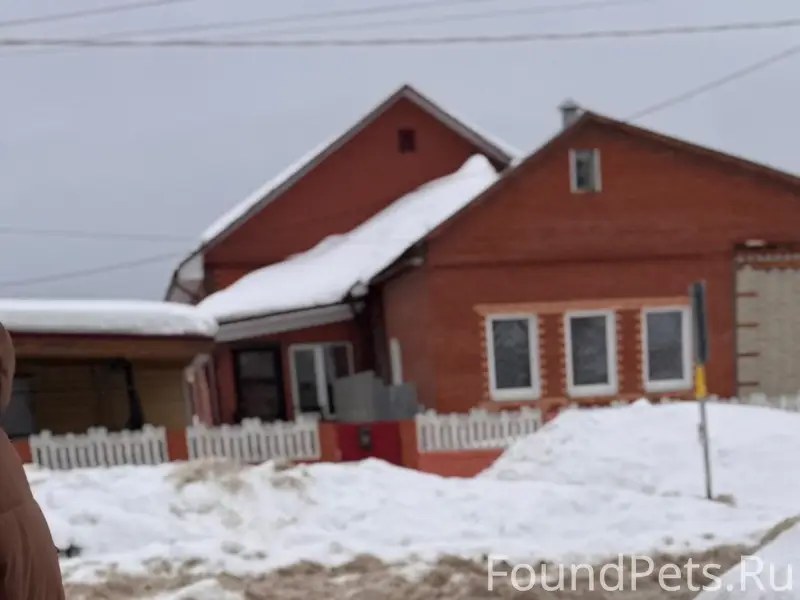 Найденна собака, Пестриково