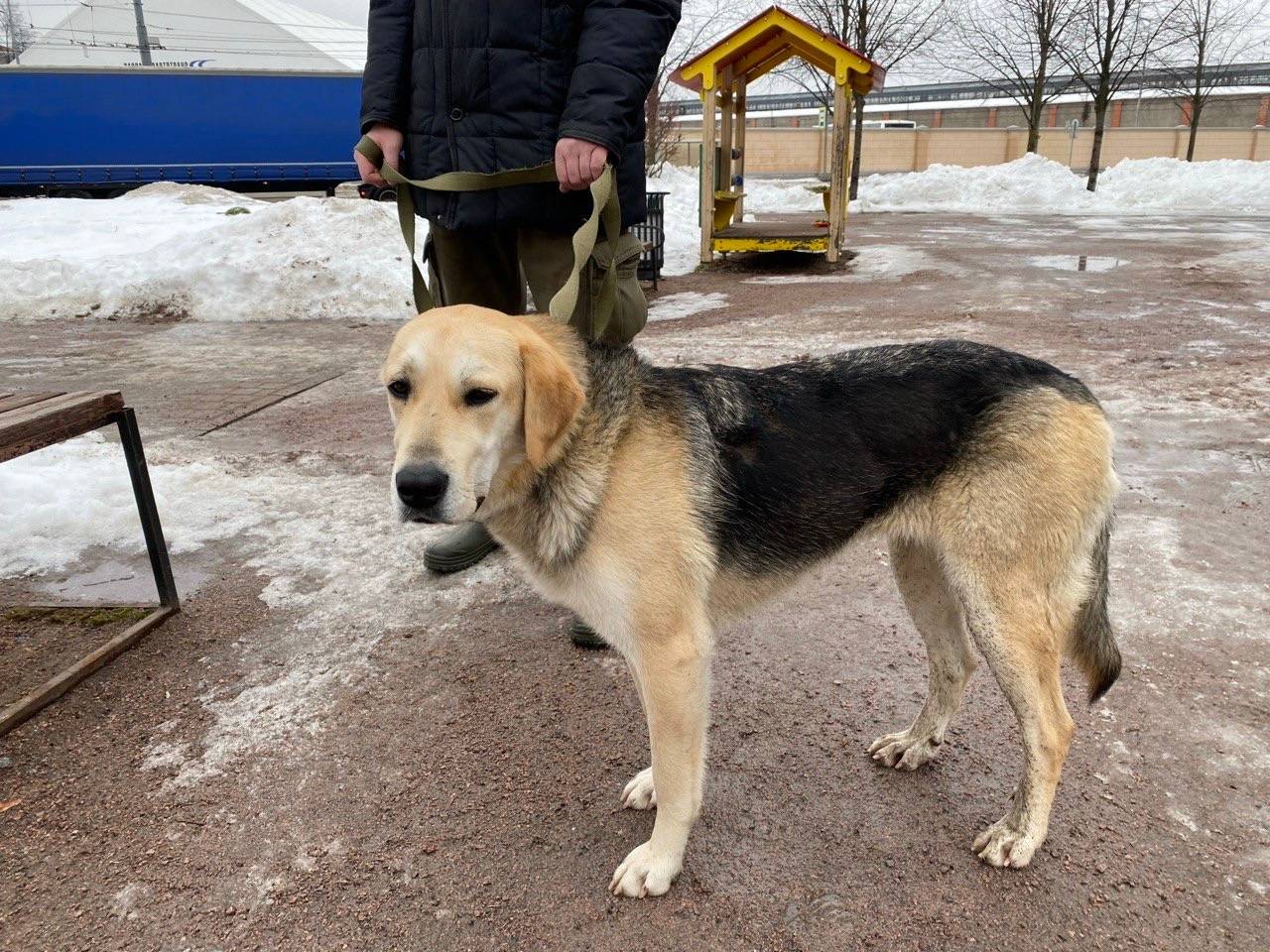 Найдена собака, район Обводного канала