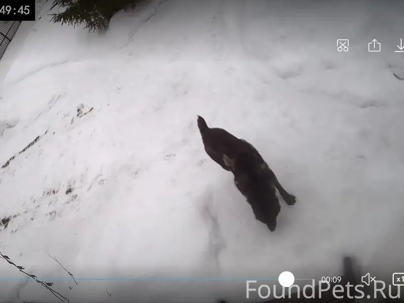 Пропала маленькая собака, СНТ Политехник