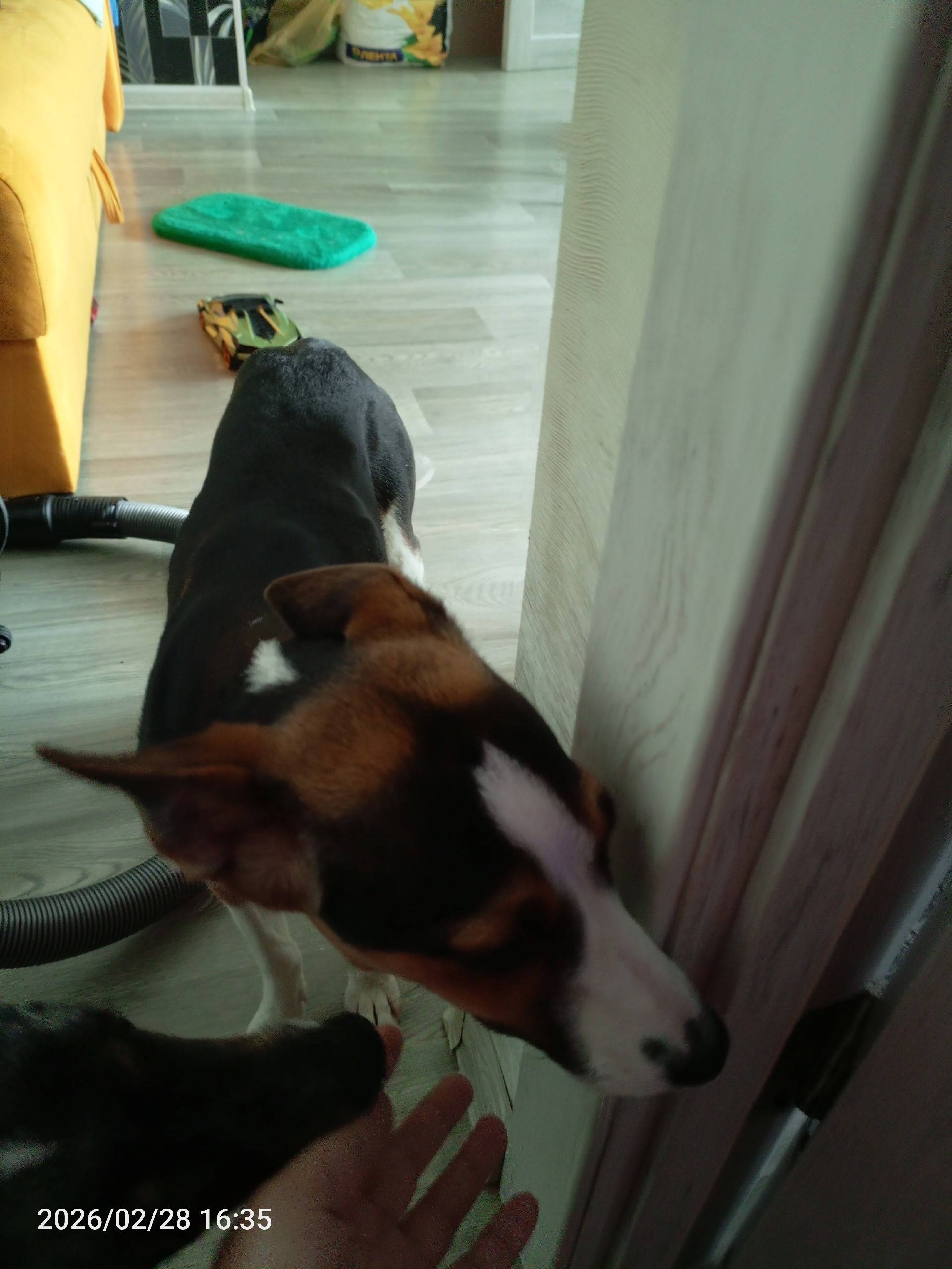 Найден щенок, Антон Петрова 118б