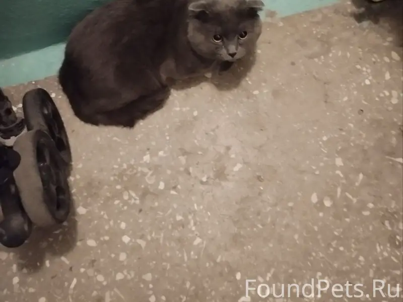 Найден кот, Агалакова, 39