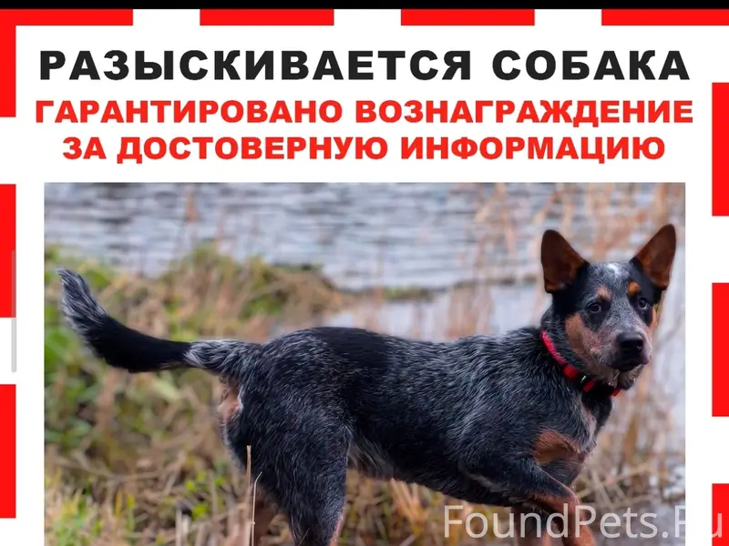 Пропал австралийский хилер Вальдес, Калининский район