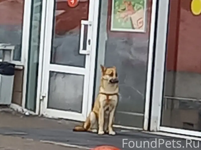 Найден пёс в шлейке, Южный