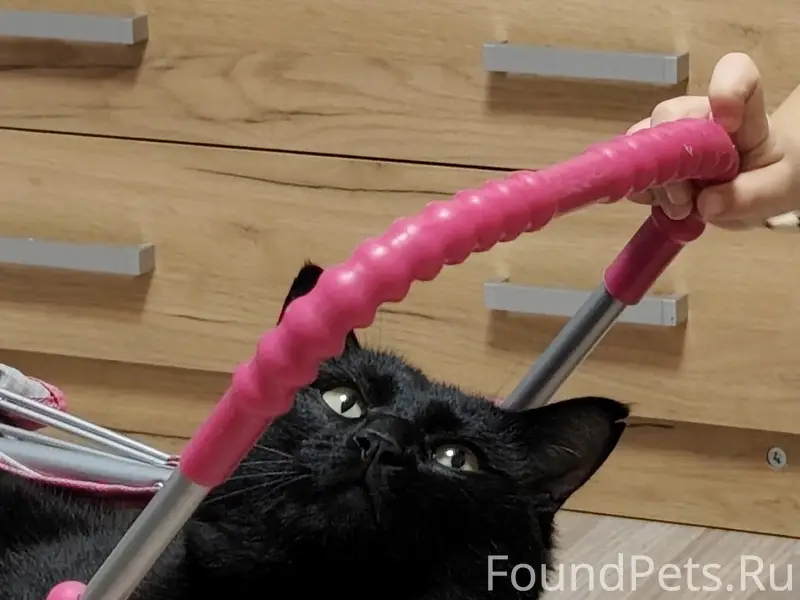 Пропал кот, Первомайский район